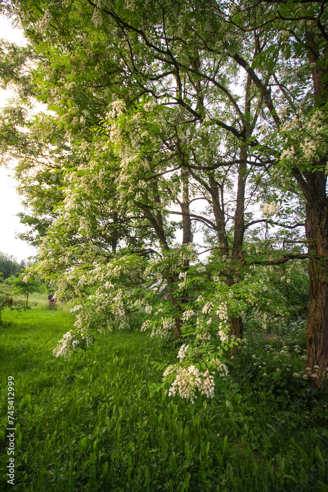 Robinia pseudoacacia, false acacia trees in bloom. Robinia pseudoacacia, false acacia trees in bloom.