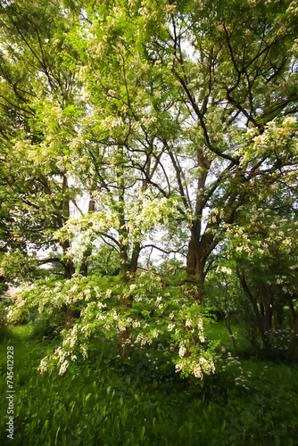 Fototapeta Naklejka Na Ścianę i Meble -  Robinia pseudoacacia, false acacia trees in bloom.