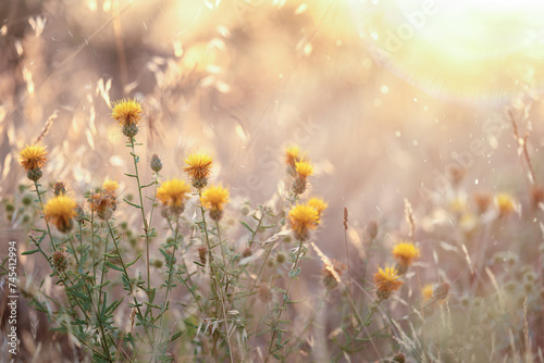 Field with sunlight. Natural outdoors bokeh background