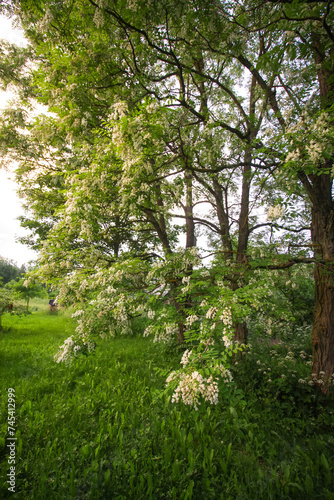 Robinia pseudoacacia  false acacia trees in bloom.