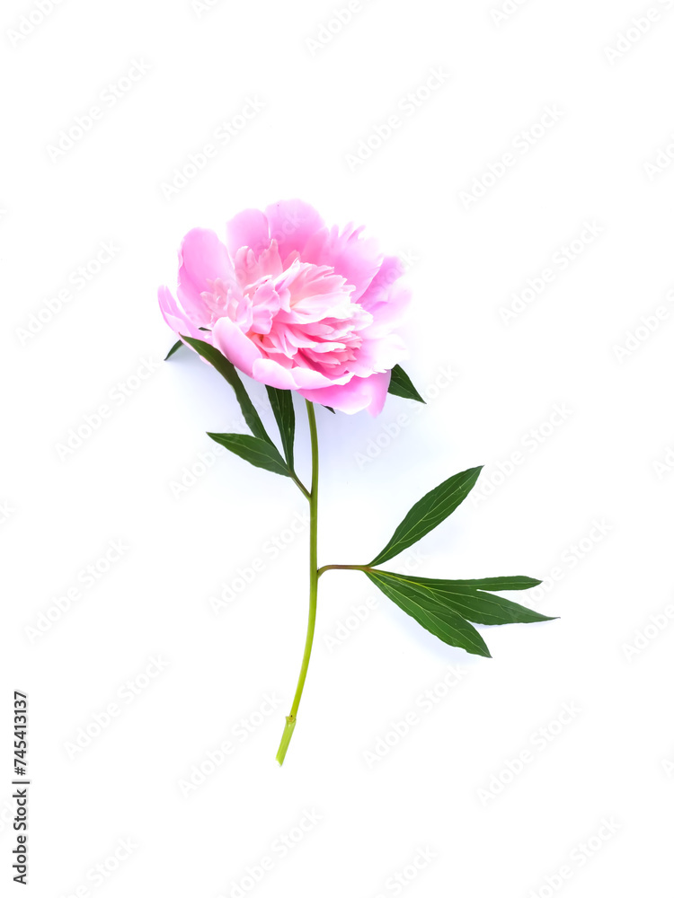Beautiful fragrant flower. Pink peony on white background.