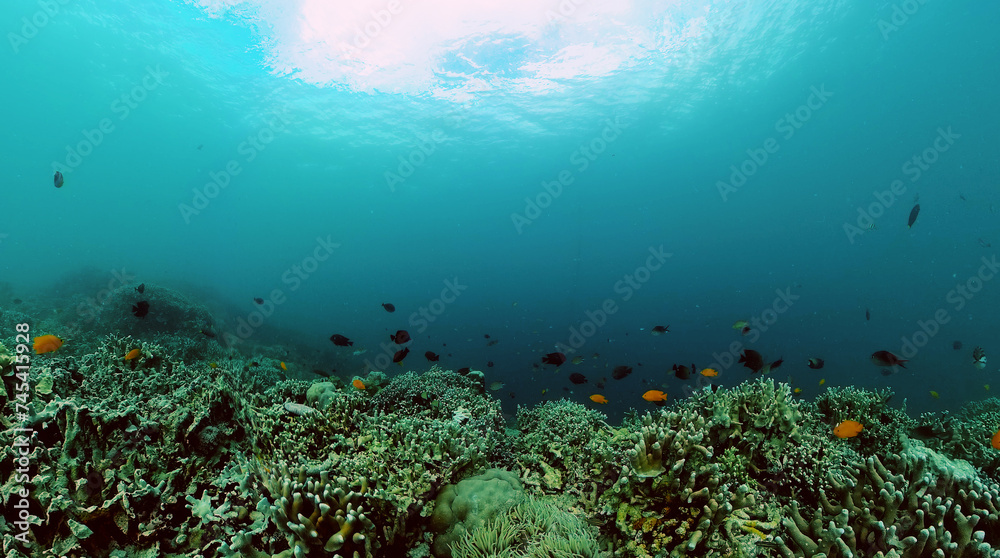 Underwater world scenery of colorful fish and coral reef.