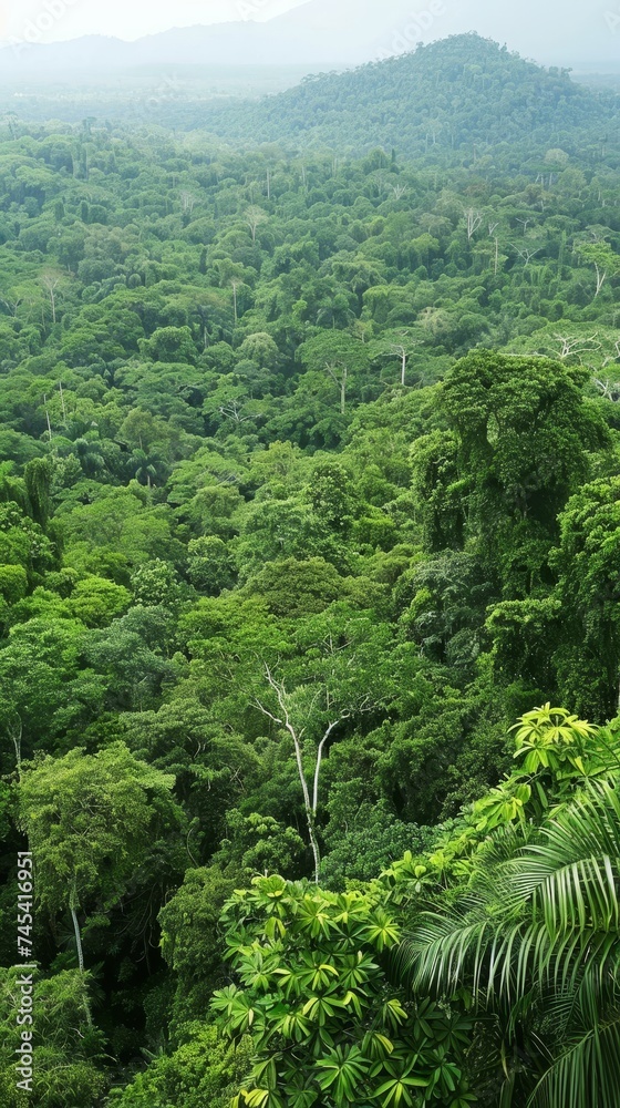 Endless green treetops form a dense canopy in this tropical rainforest expanse, a testament to nature's untamed growth and vitality. The layers of foliage reveal the richness of the ecosystem.