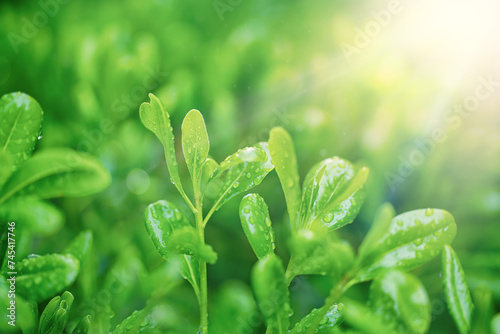 Green leaves on greenery blur background. Green Leaf - defocused background
