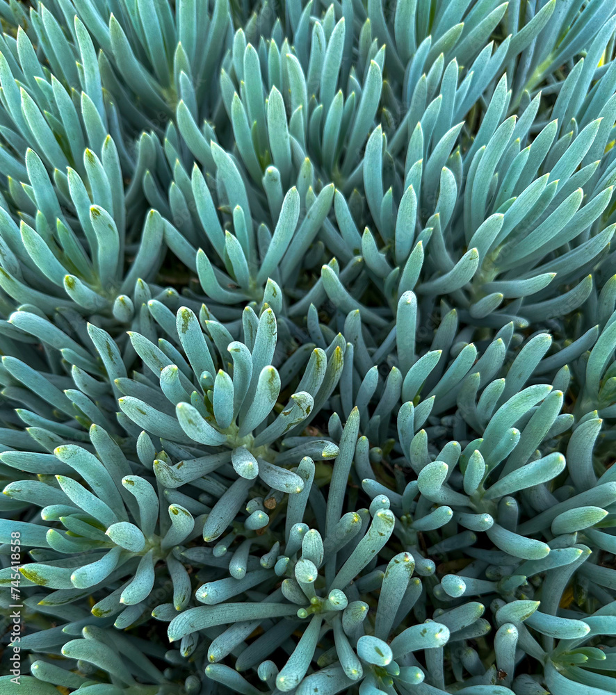 Cactus - Blue Chalk Stick - Succulents Cactus - Blue Chalk Stick - Succulents