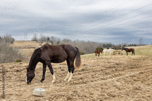 A brown horse in the foreground near a feed tub and four horses in the background around a round bale of hay in a pasture on top of a hill in the winter. 