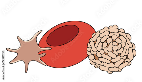 Erythrocyte. Leukocyte. Platelet. Blood. Color vector