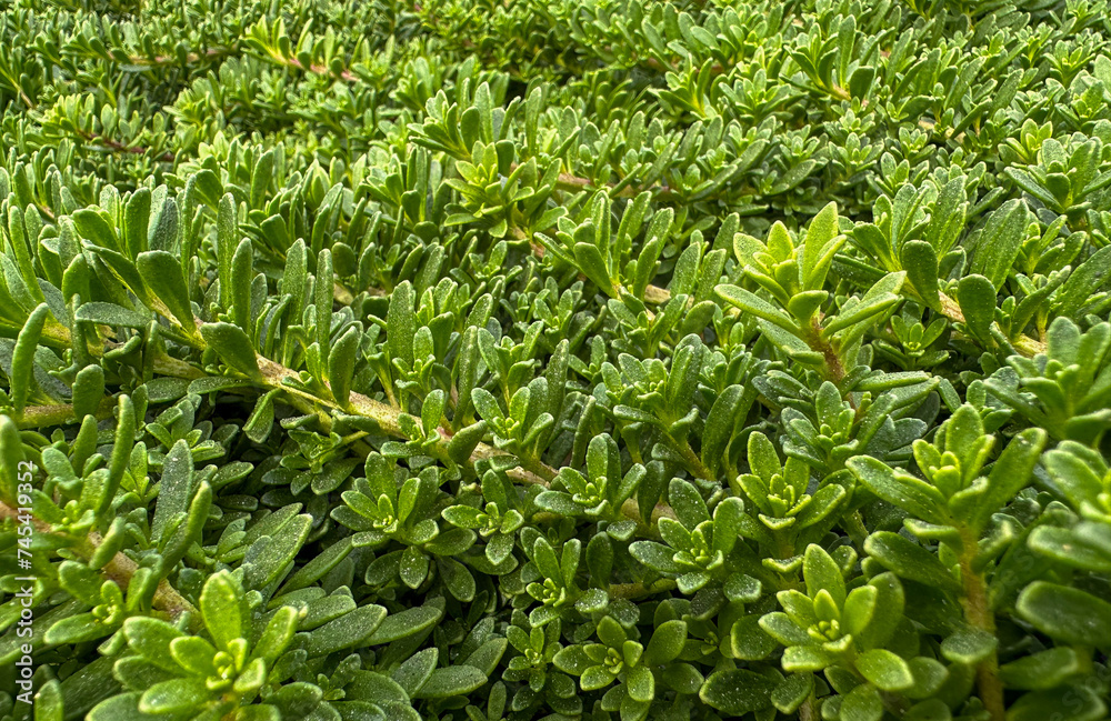 Fototapeta premium Cactus, Succulent ground cover