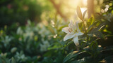 Delicada flor de lírio branca florescendo em um jardim verde exuberante capturada em closeup com luz natural suave