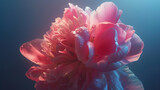 Uma rosa vermelha em plena floração capturada em um close com lente 50mm num suave e delicado registro