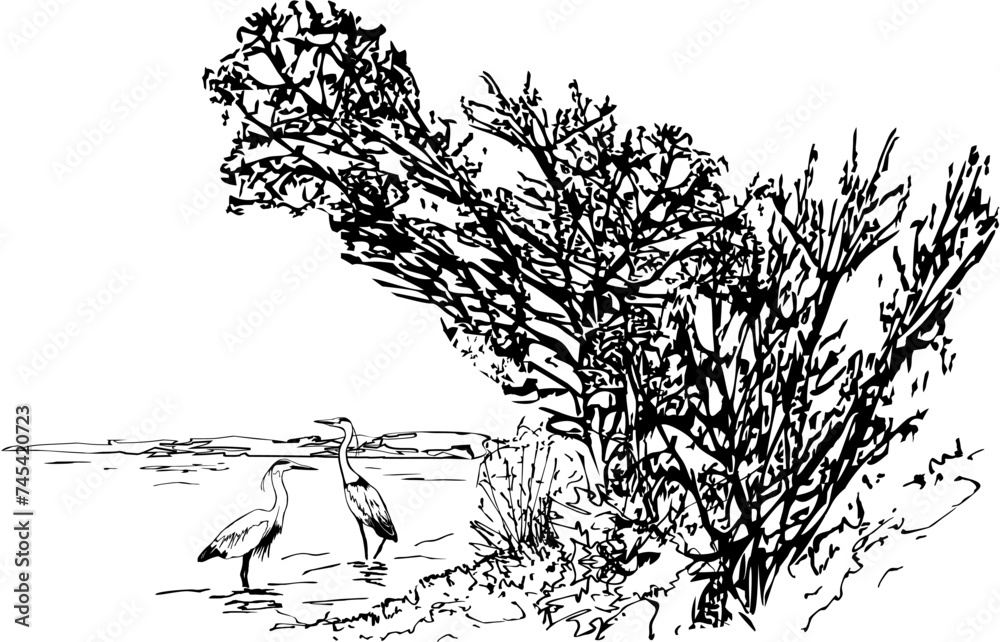 Пейзаж озера с парой цапель у берега с травой под ветвящимися деревьями. Стилизованный рисунок, сделанный вручную, художник #iThyx