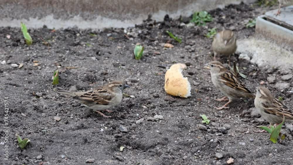A lively group of sparrows peck at a piece of bread in the city and fight over it A lively group of sparrows peck at a piece of bread in the city and fight over it