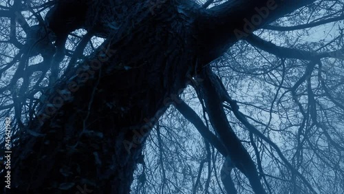 Gnarled Old Tree On Winter Morning photo