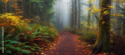 A path winds its way through a dense forest filled with tall trees, covered in vibrant fall foliage. The forest is enveloped in a beautiful mist, adding an ethereal feel to the scene. © TheWaterMeloonProjec