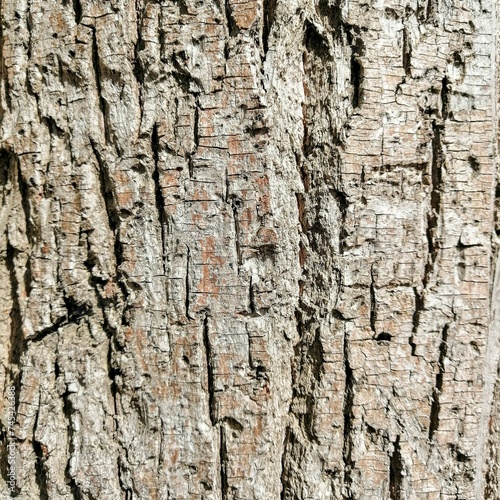 Fototapeta Naklejka Na Ścianę i Meble -  Wood Log Texture