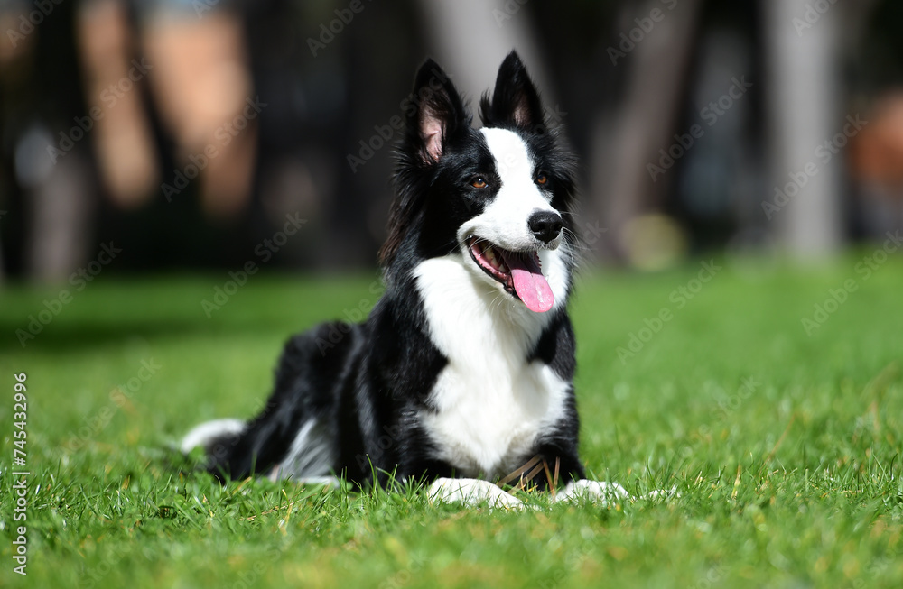 un bonito perro de raza Border collie en el parque un bonito perro de raza Border collie en el parque