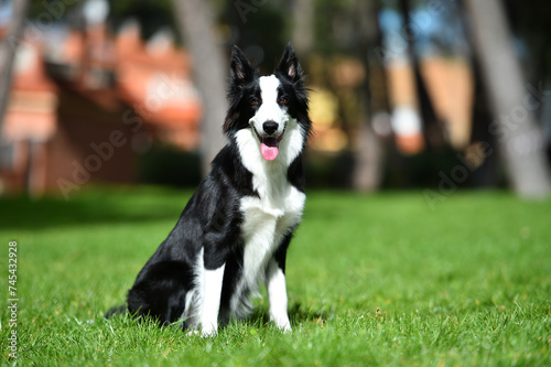 un bonito perro de raza Border collie en el parque