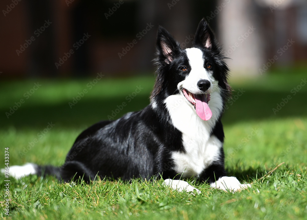 a beautiful and puppy border collie dog