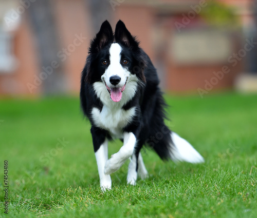 un bonito perro de raza Border collie en el parque © alberto
