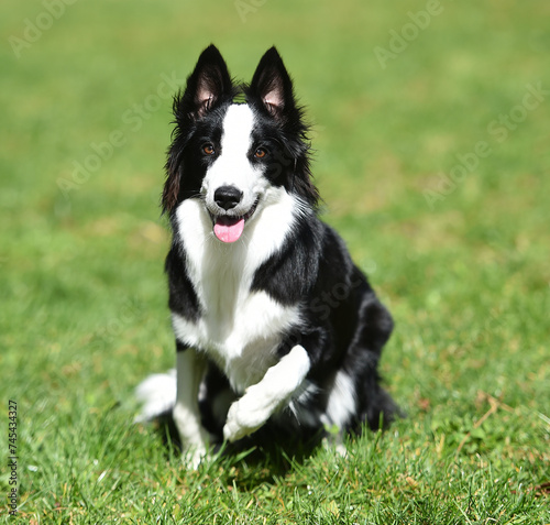 Fototapeta Naklejka Na Ścianę i Meble -  Border Collie puppy sitting on the grass in the garden in spring