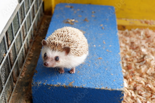 A hedgehog on a blue block