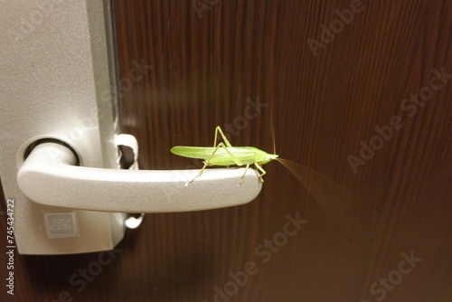 A grasshopper on the doorknob