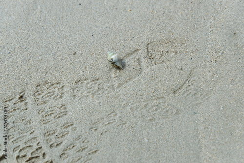 A hermit crab on the beach