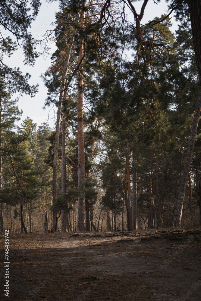 Pushcha-Vodytsia, Ukraine. On February 22, 2024, the sun shines in the last days of winter. incredible beauty in the forest. a city with many sanatoriums for healing in nature. there are lakes nearby. Pushcha-Vodytsia, Ukraine. On February 22, 2024, the sun shines in the last days of winter. incredible beauty in the forest. a city with many sanatoriums for healing in nature. there are lakes nearby.