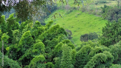 Bambuzal em Serra Negra