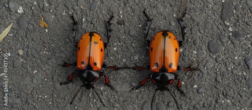 Two orange bugs, one dead and one alive, identified as fire beetles, are sitting on top of a road. The image captures the contrast between the motionless deceased bug and the active bug.