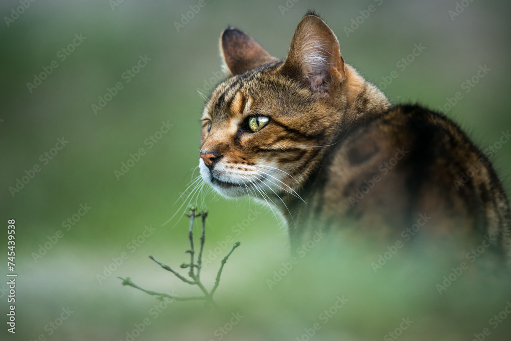 Bengal Cat in meadow