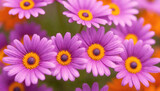 Close up of purple and orange daisy like flowers with a soft focus background generative AI