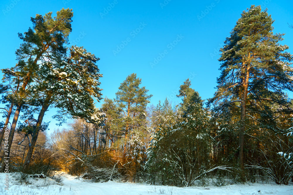 Winter forest landscape. View of the forest covered with snow during sunset. The sun's rays break through the tree trunks and reflect off the white snow.