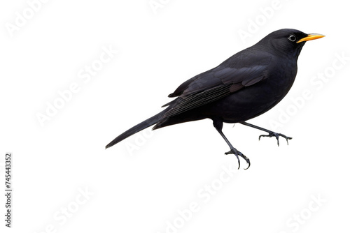 a high quality stock photograph of a single blackbird full body isolated on a white background photo