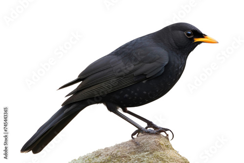 a high quality stock photograph of a single blackbird full body isolated on a white background © ramses