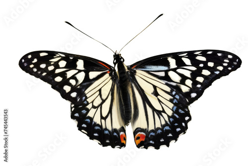 a high quality stock photograph of a single butterfly close up full body isolated on a white background photo