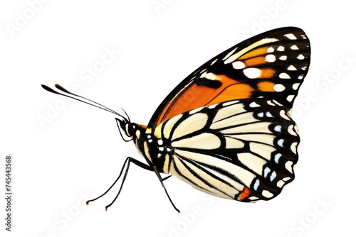 a high quality stock photograph of a single butterfly close up full body isolated on a white background