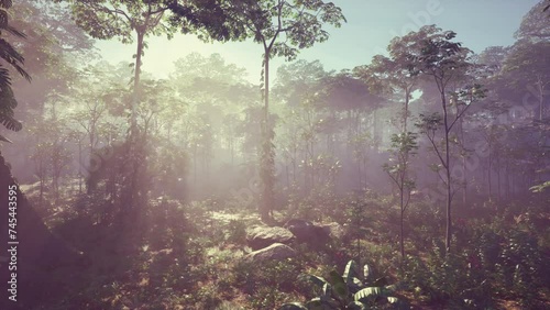 Treetops of Dense Tropical Rainforest With Morning Fog photo