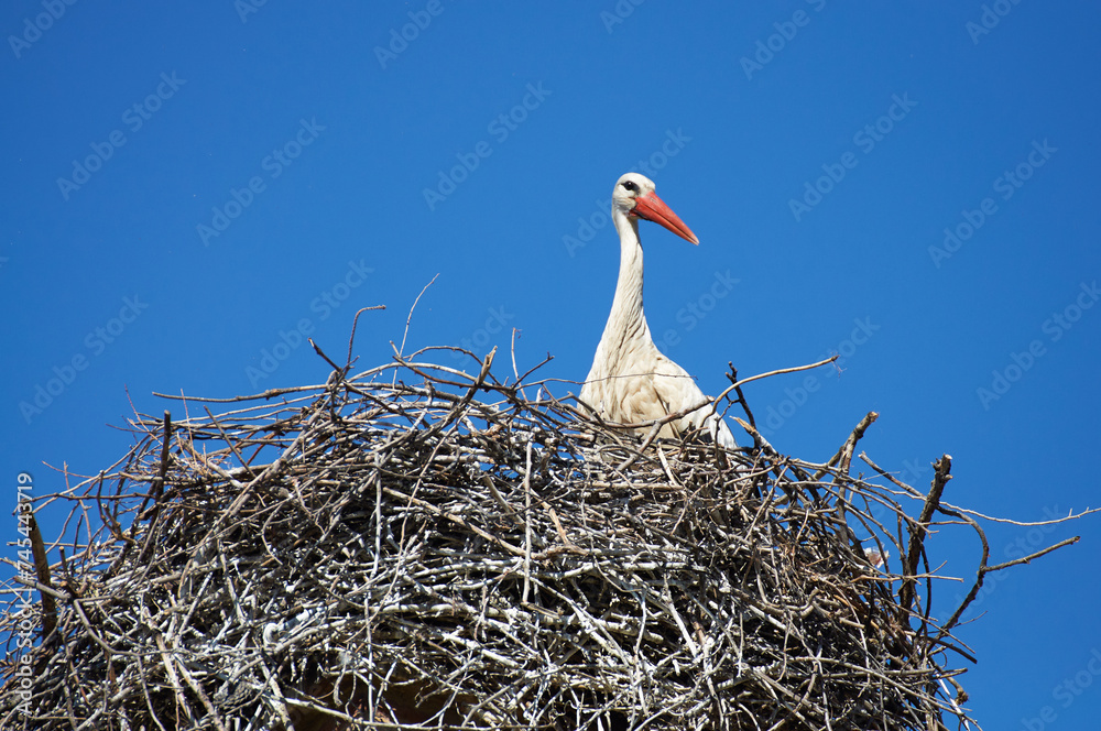 Fototapeta premium A serene moment captured with a stork comfortably settled inside its nest