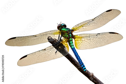 a high quality stock photograph of a single dragonfly close up full body isolated on a white background