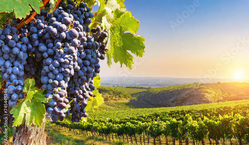 Winery fields and grapevines that produce wine, Shiraz, Merlot, Cabernet, etc photo