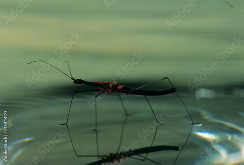 water skater with red akari attached