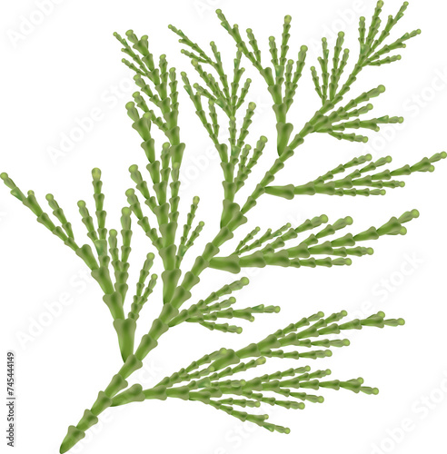 thuja leaf of tree. leaves. Flora and nature theme for paper cutting scrapbook design. Thuja, juniper, transparent, png