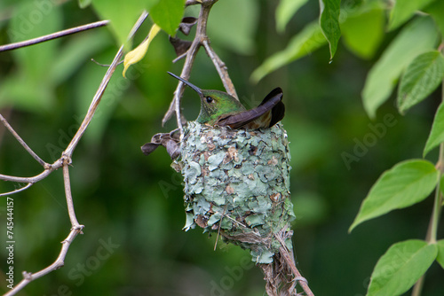 Colibrí en nido