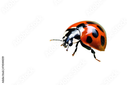 a high quality stock photograph of a single ladybug close up full body isolated on a white background © ramses