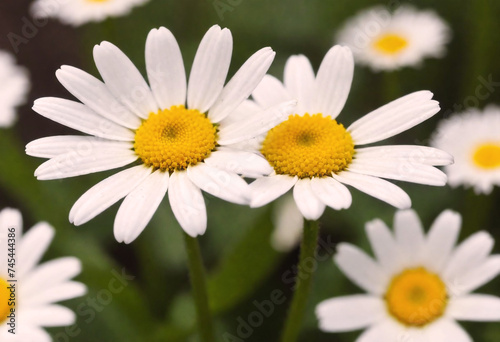 Close-up of a white daisy with a yellow center in focus with more generative AI