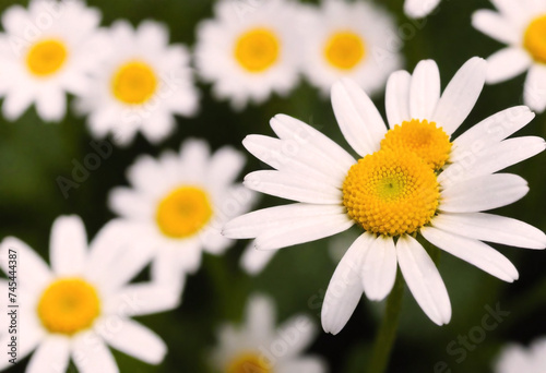 Close-up of a white daisy with a yellow center in focus with more generative AI