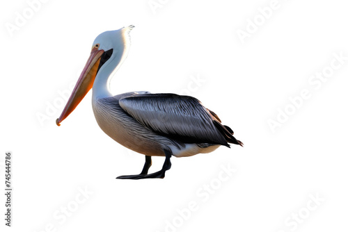 a high quality stock photograph of a single pelican full body isolated on a white background