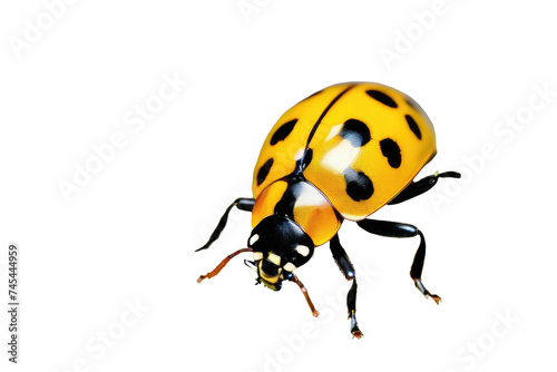 a high quality stock photograph of a single yellow ladybug close up full body isolated on a white background © ramses