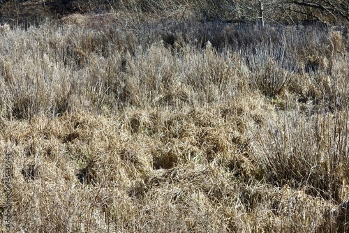 Wetlands area during the winter season 